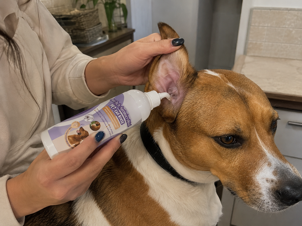 Owner applying ear rinse at the opening of a dog’s ear