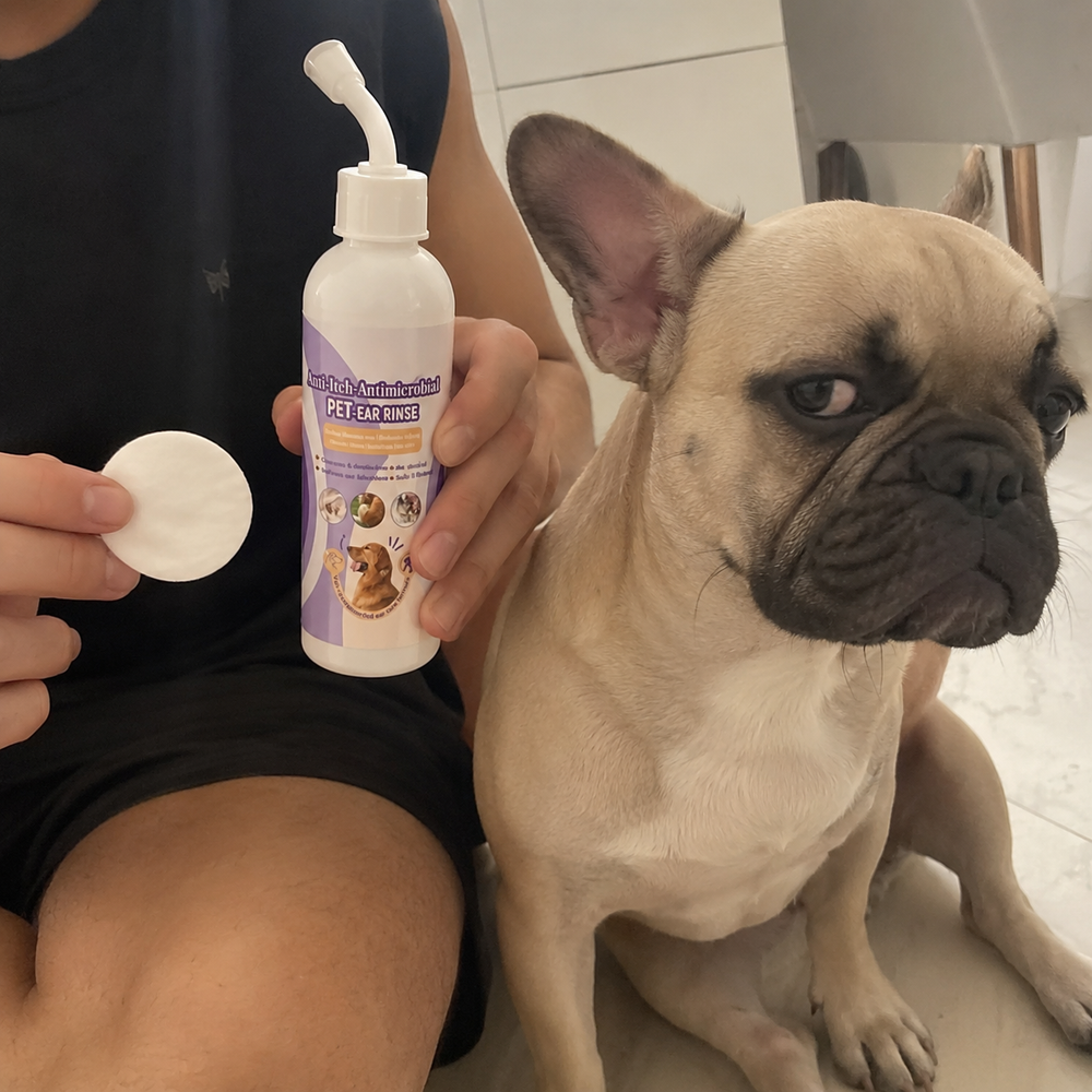 Ear rinse bottle and cotton round beside a relaxed dog