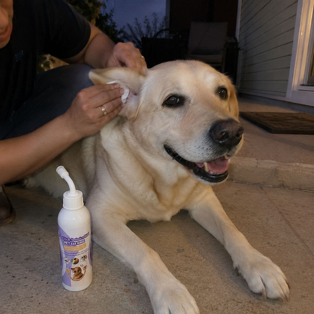 Customer cleaning a relaxed dog’s ear at home