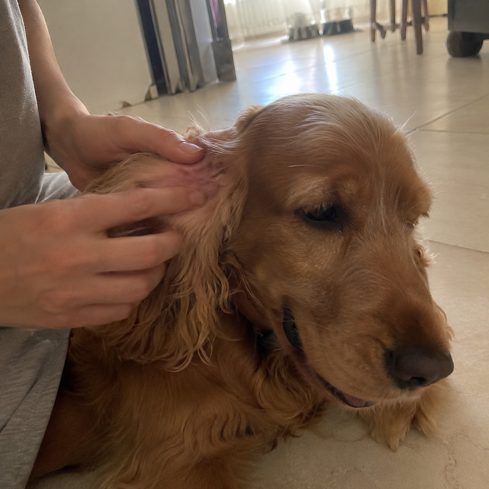 Customer massaging a Cocker Spaniel’s ear