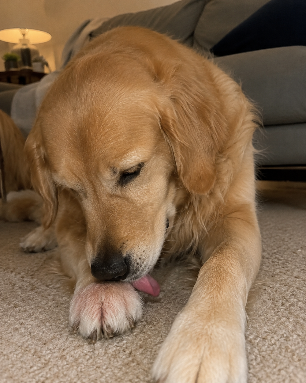 Dog repeatedly licking one front paw