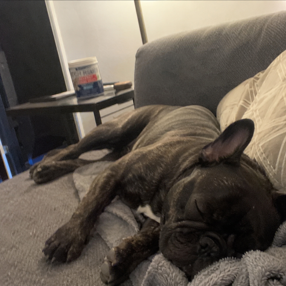 French Bulldog sleeping comfortably with its paws relaxed