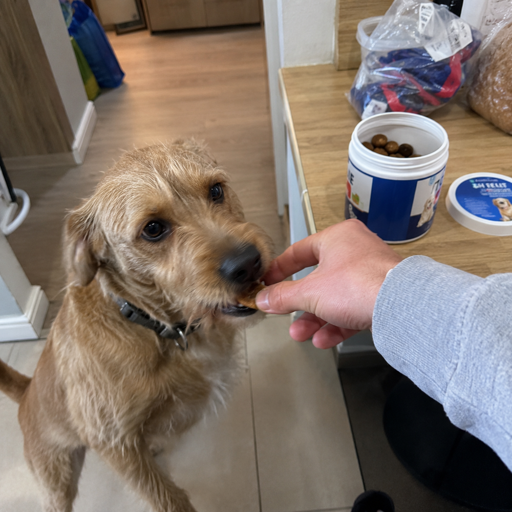 Dog taking an ItchEase chew from its owner’s hand