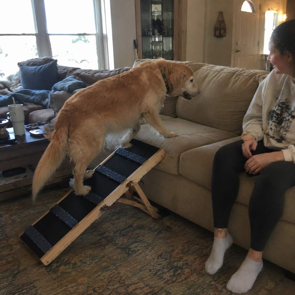 Older Golden Retriever using TrailStep to reach the couch